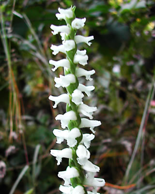 Spiranthes cernua